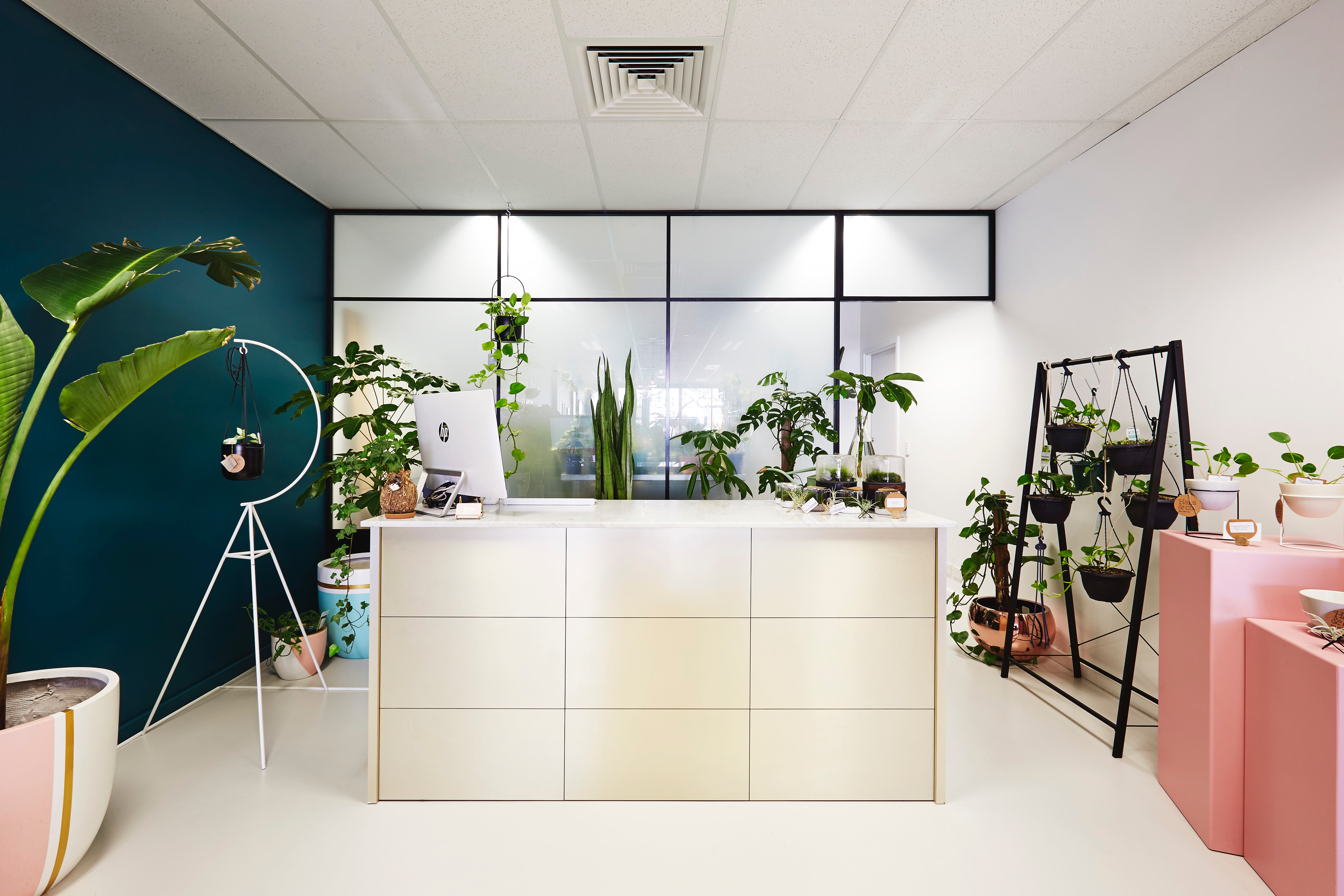 Indoor plant heaven in Leederville, Perth WA